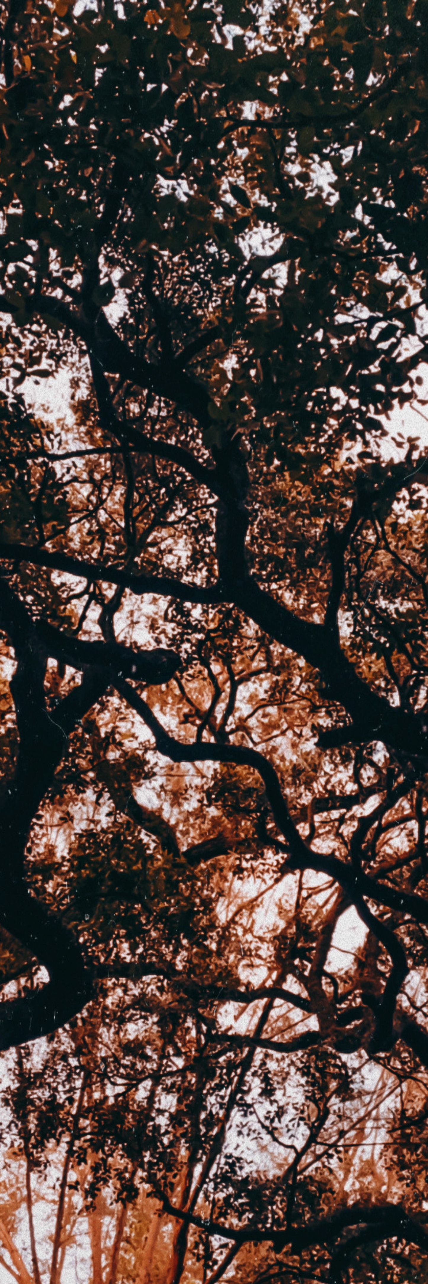 Autumn Vibes Bookmark Collection