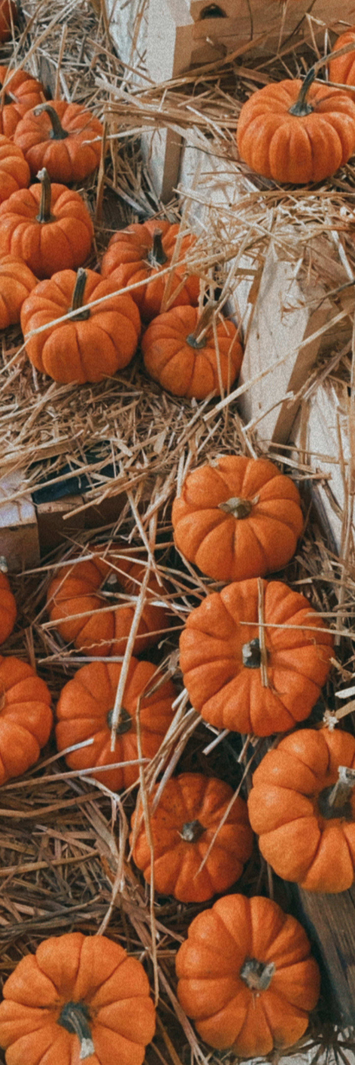 Autumn Vibes Bookmark Collection